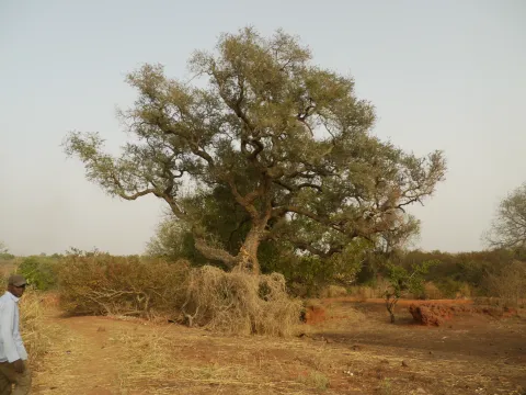 Village de Koumi